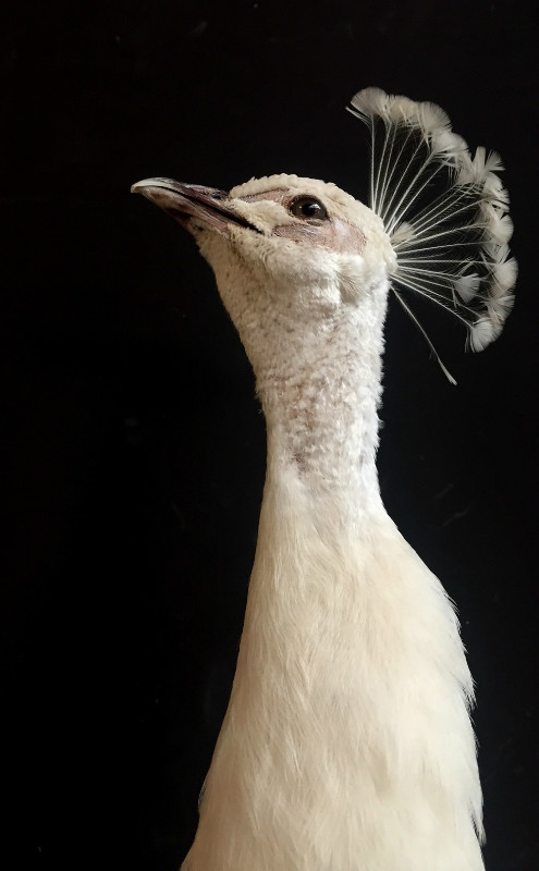 stuffed white peacock