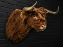 Taxidermy