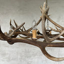 HG 115-C, Edelhert gewei lamp
