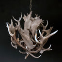 HG 241, Kroonluchter van dam- en edelhertgeweien met 4 lampen, model -Bloem-