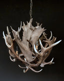 HG 241, Kroonluchter van dam- en edelhertgeweien met 4 lampen, model -Bloem-