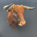 TX 186, Stier Rood