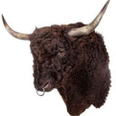 TX 190, Galloway Stier