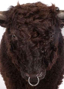 TX 190, Galloway Stier