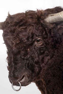 TX 190, Galloway Stier