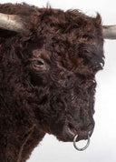 TX 190, Galloway Stier
