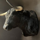 TX 191, 5 jaar oud Spaanse stier