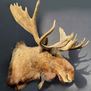 TX 193, Canadese Eland