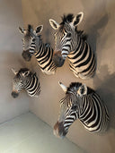 TX 198, Zebra