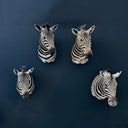 TX 198, Zebra