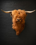 TX 199, Schotse Hooglander