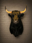 TX 203, Spaans stier