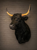 TX 203, Spaans stier