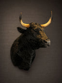 TX 203, Spaans stier