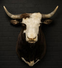 TX 204, Zwart-witte stier
