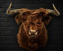 TX 207, Schotse hooglander