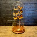 VI 183, Antieke stolp met oranje vlinders