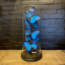 VI 184, Antieke stolp met blauwe vlinders