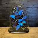 VI 186, Antieke stolp met blauwe en groen-zwarte vlinders
