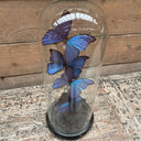 VI 187, Antieke stolp met blauwe vlinders