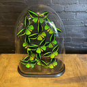 VI 191, Groene vlinders in antieke stolp