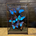VI 192, Vierkante stolp met blauwe vlinders