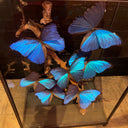 VI 192, Vierkante stolp met blauwe vlinders