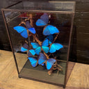 VI 192, Vierkante stolp met blauwe vlinders
