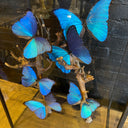 VI 196, Blauwe vlinders in vierkante stolp