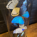 VI 201, Glazen stolp met blauwe en witte vlinders