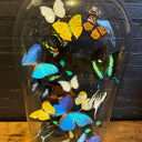 VI 202, Vlinderstolp met gekleurde vlinders