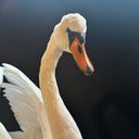 VO 315, Witte zwaan