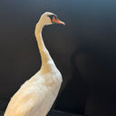 VO 316, Witte zwaan