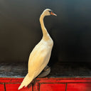 VO 316, Witte zwaan