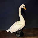 VO 318, Witte zwaan