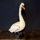 VO 318, Witte zwaan