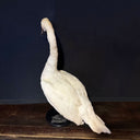 VO 318, Witte zwaan