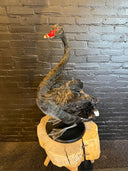 VO 321, Zwarte zwaan