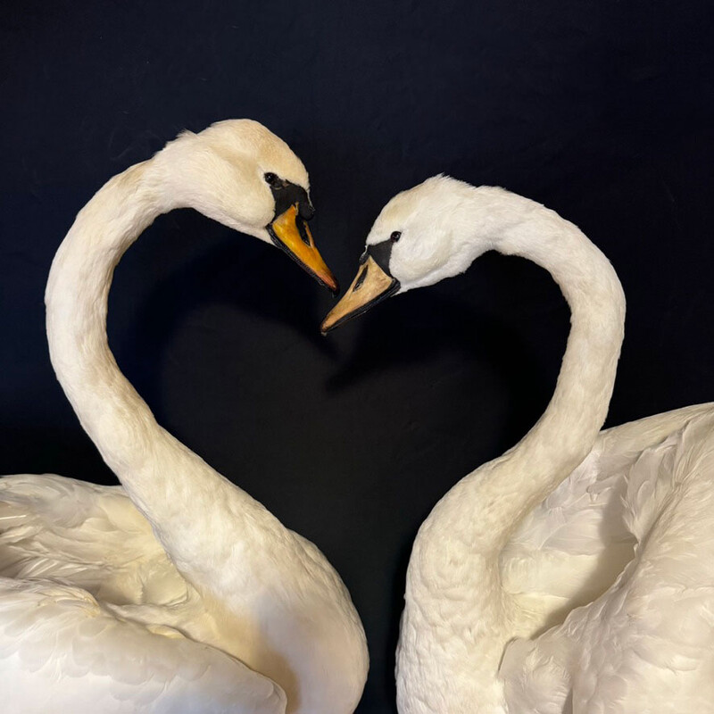 VO 317, Swan couple