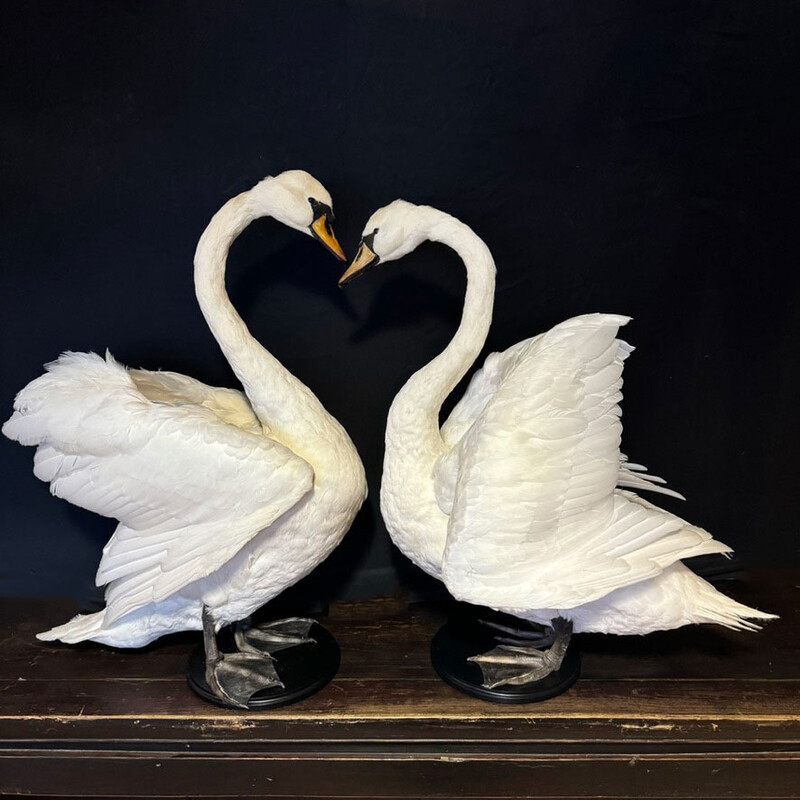 VO 317, Swan couple