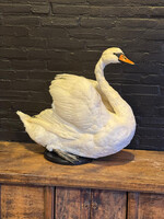 VO 320, Sitting swan