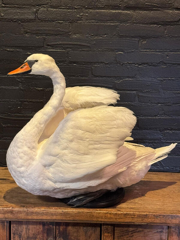 VO 320, Sitting swan