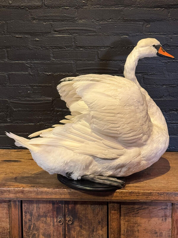 VO 320, Sitting swan